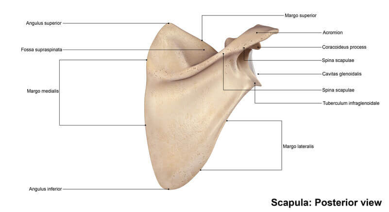 Scapular Fracture (Shoulder Blade) Recovery Time - Watauga